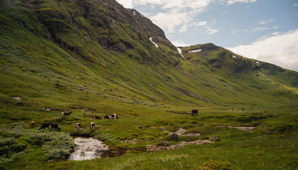 Parat, Forbrukerrådet, NHO Service og Handel og Framtiden i våre hender lanserer nå Klimatesten i Norge. Sauer beiter blant fjell i Vestland fylke.